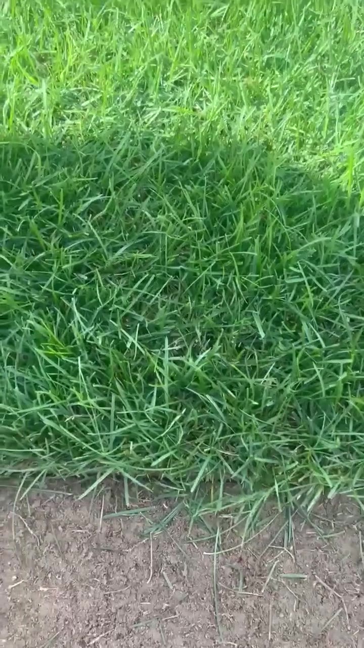Видео с наших полей